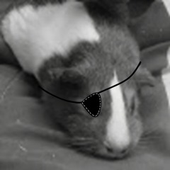 Dannver Devita 2