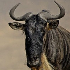 WILDERBEEST