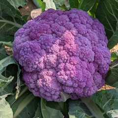 purple cauliflower