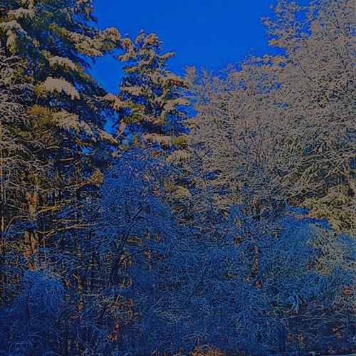 ebksalvidor - cod