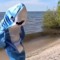 Shark ira