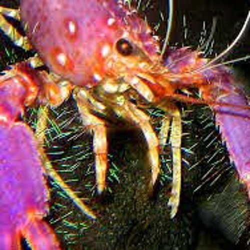 Vengeance The Crayfish’s avatar