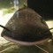 Catfish