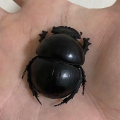 🪲 Beetle