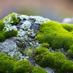 moss
