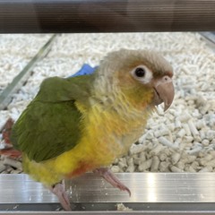 eli