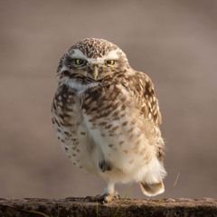 Madowl