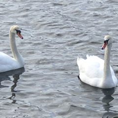 SwanPair