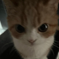 maggie
