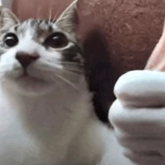 ft