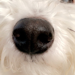 baloi