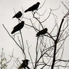 Council of Crows