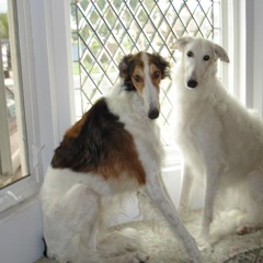 ivy, becker