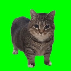 tubbytoast