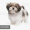 Linh Lucy