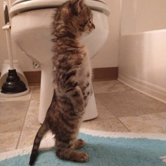 silly cat