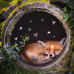 foxboycamz