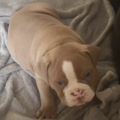 ~Charli cutest pup on earth~