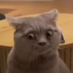 🤨👀🐈