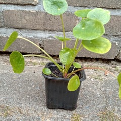 ᔕOᒍᗩᔕᗩᑌᔕ