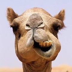 camel