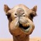 camel