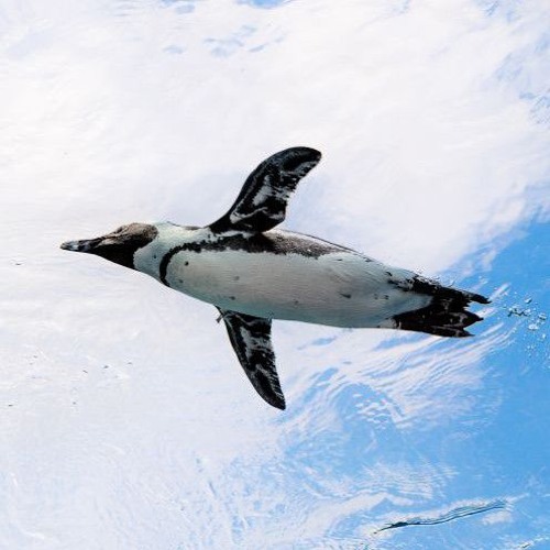 空飛ぶペンギン’s avatar