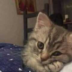ننوسه