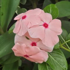 Marigold Superstar and The Space Cowpunks