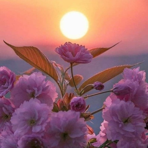 الأستاذ _ محمد وردي - جميلة ومستحيلة.mp3