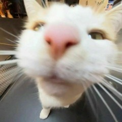 ʕっ• ᴥ • ʔっ