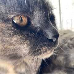 ねこかめん