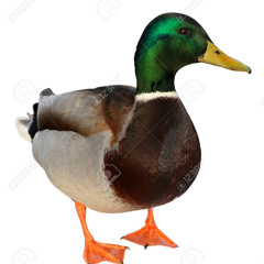 Duckard