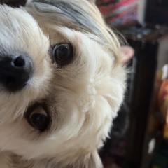 renzo