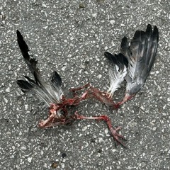 סיבת המוות: התאבדות