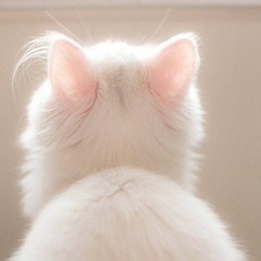 meowsha