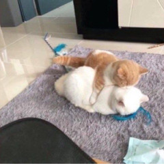 정빈