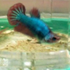 chinpheng “skylcploh” loh