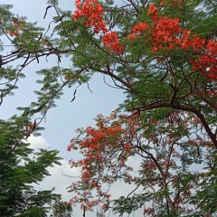 Ivelle
