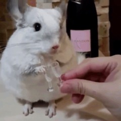 Chase