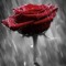 Hosam