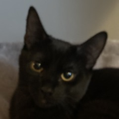 tre