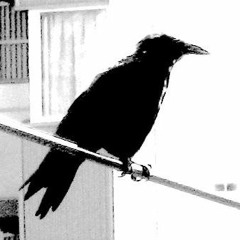 Invisible Birds