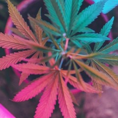 Weeedas