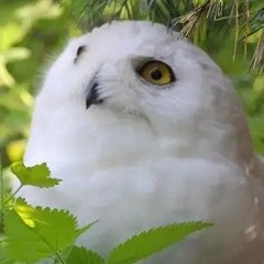 Snowy Owl