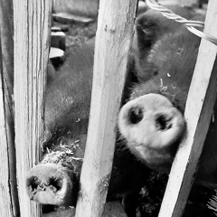 Oliver    #REGEL#   Maas   /   Piano