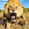 Bhungane