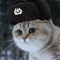 Soviet cat