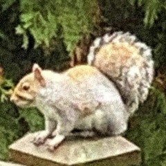 Squirrel Watcher