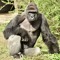 harambe